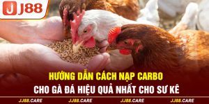 cách nạp carbo cho gà