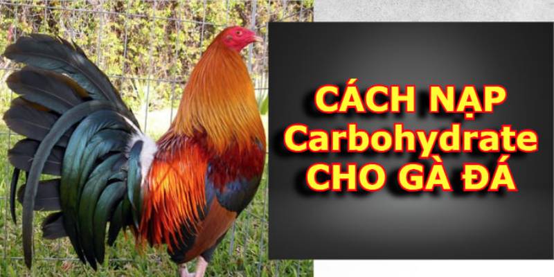 cách nạp carbo cho gà