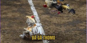 đá gà thomo